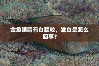 龍魚死后眼睛發(fā)白什么原因