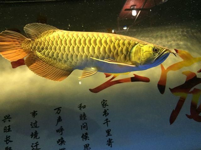 金龍魚怎么翻譯 龍魚百科 第3張