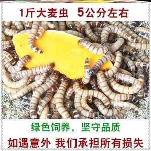 金龍魚經(jīng)常吃大麥蟲會怎么樣嗎 龍魚百科 第1張