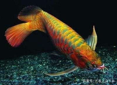 養(yǎng)龍魚怎么養(yǎng)好看 龍魚百科 第2張