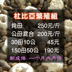 龍魚配合飼料的比例