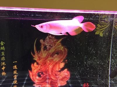 養(yǎng)龍魚用什么背景