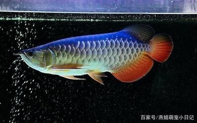 龍魚最好吃什么食物和水果好養(yǎng)活