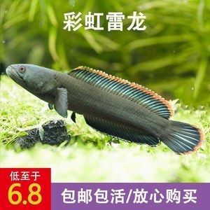 奶茶雷龍是冷水魚嗎還是熱水 龍魚百科 第3張