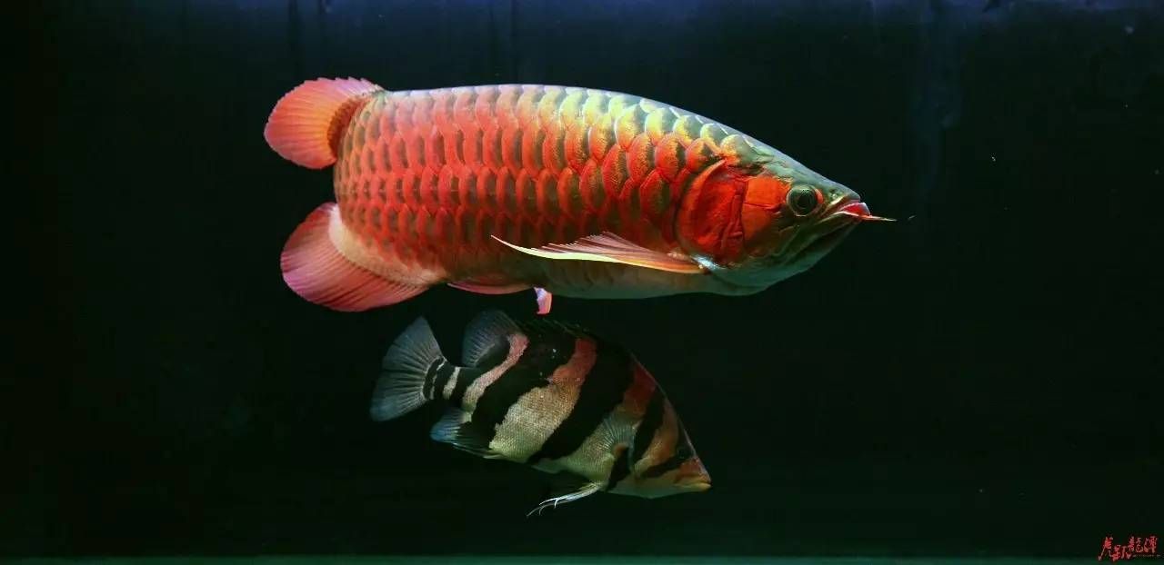 龍魚(yú)突然在缸里亂竄會(huì)死嗎 龍魚(yú)百科