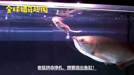 夢見龍魚