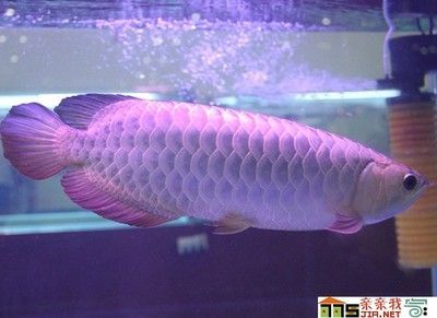 養(yǎng)幾條銀龍魚好 龍魚百科 第2張