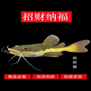 龍魚怎么做檢疫