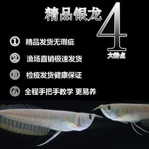 龍魚怎么做檢疫