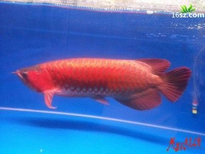 龍魚水溫26度 貼吧