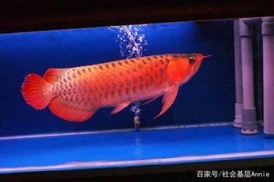 龍魚食可不可以喂錦鯉飼料