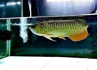 金龍魚(yú)吃不吃泥鰍 龍魚(yú)百科 第2張