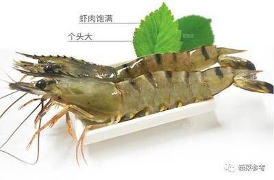 龍魚(yú)光吃蝦肉可以么