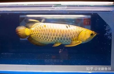 金龍魚小魚