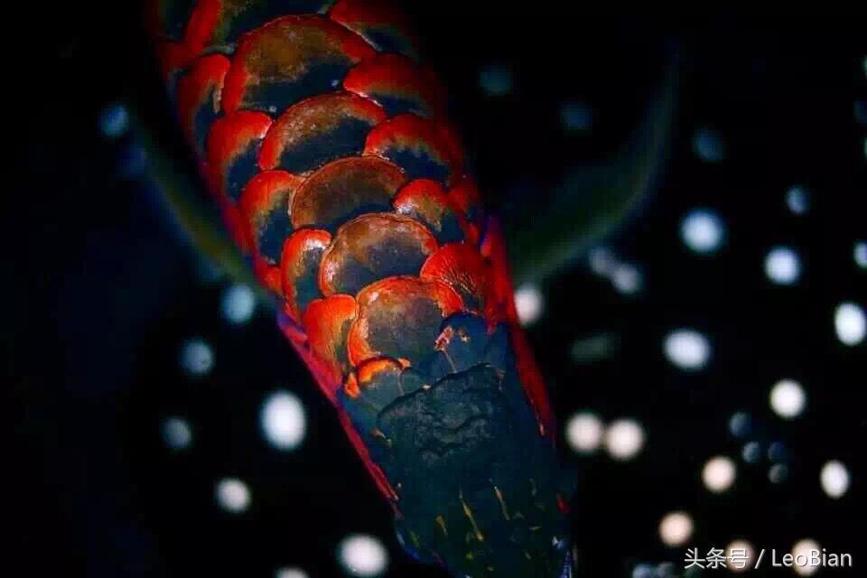 金龍魚鱗片發(fā)紅充血怎么辦