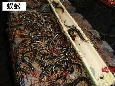 龍魚吃蜈蚣會被毒死嗎為什么 龍魚百科 第2張