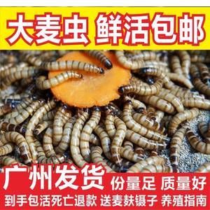 龍魚吃面包蟲的危害 龍魚百科 第3張