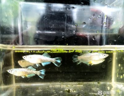 龍魚卵孵化時間 龍魚百科 第1張