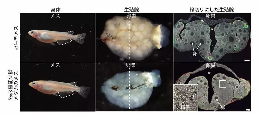 龍魚卵孵化時間 龍魚百科 第3張