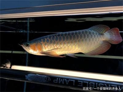 龍魚開燈最佳時間是幾點鐘