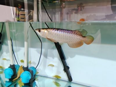 龍魚做檢疫過程中喂食嗎有毒嗎會死嗎 龍魚百科 第2張