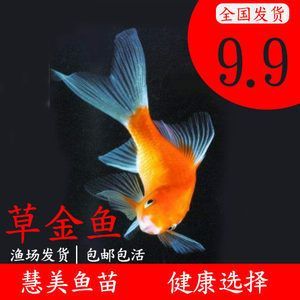 紅龍魚多長時間喂一次飼料好