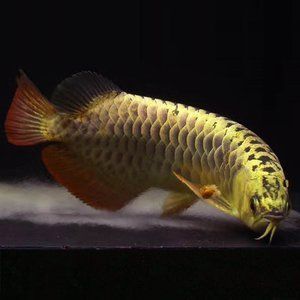 紅龍魚(yú)高背過(guò)背怎么區(qū)分雌雄 龍魚(yú)百科 第3張