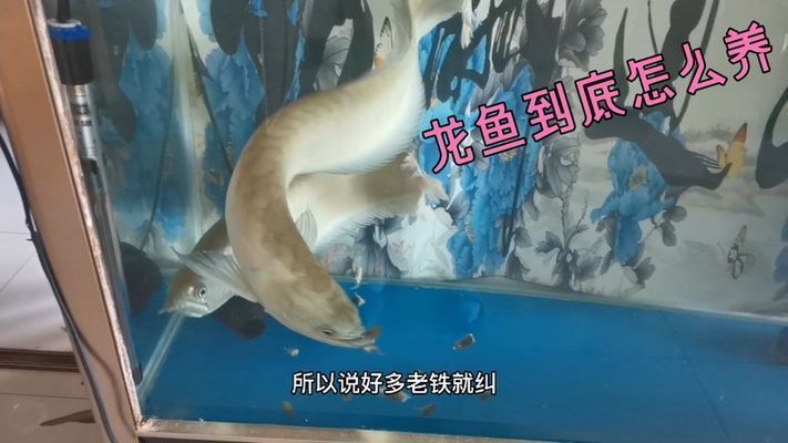 龍魚魚食一周喂幾次 龍魚百科