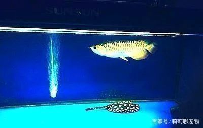 龍魚對魚缸的要求