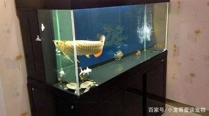 龍魚對魚缸的要求