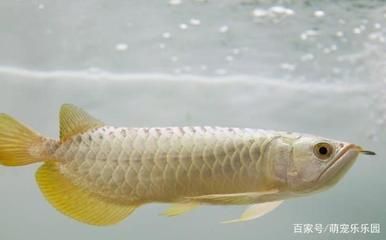 龍魚(yú)怎么人工繁殖 龍魚(yú)百科 第2張