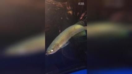 龍魚最怕什么魚吃