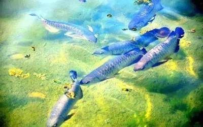 龍魚(yú)一直游在水面正常嗎？ 龍魚(yú)百科