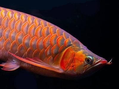 金龍魚怎樣養(yǎng)發(fā)色最好 龍魚百科 第2張