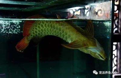 龍魚休息是什么狀態(tài) 龍魚百科 第2張