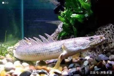 龍魚休息是什么狀態(tài) 龍魚百科 第3張