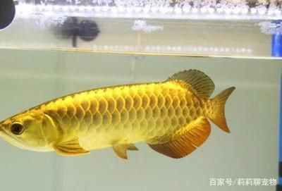 養(yǎng)龍魚用什么底色好看 龍魚百科 第1張