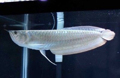 一般銀龍魚(yú)價(jià)格表多少一條 龍魚(yú)百科 第1張