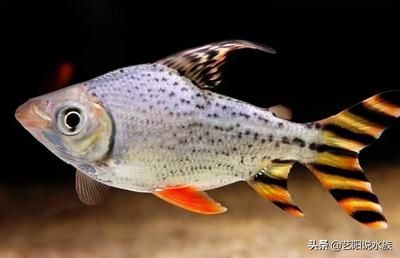 龍魚最佳配魚排行 龍魚百科 第3張