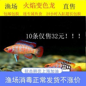 龍魚入缸注意什么事項(xiàng) 龍魚百科 第2張