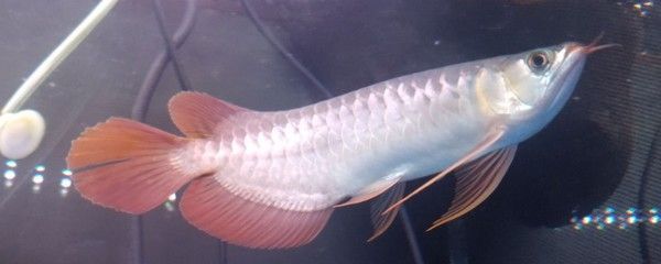 龍魚(yú)能吃蝦米嗎