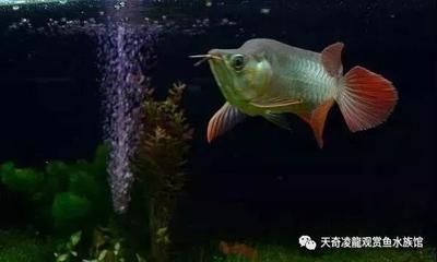 龍魚用不用開小夜燈