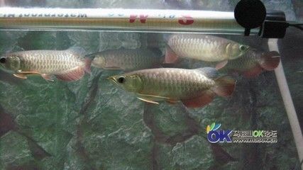 老孫龍魚 背景音樂下載