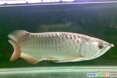 金龍魚(yú) 挑選 龍魚(yú)百科 第3張