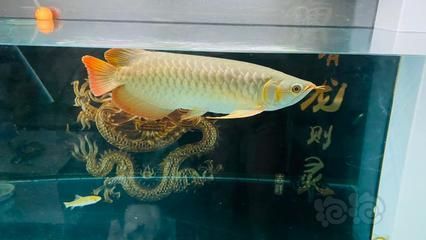 龍魚喜歡水流大還是水流小 龍魚百科