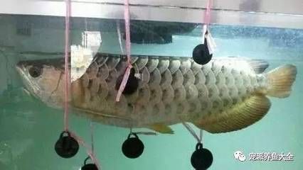 為什么都喜歡養(yǎng)龍魚