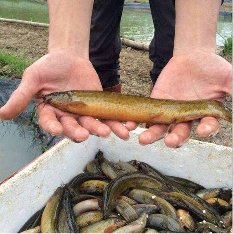 冷凍泥鰍喂龍魚會死嗎 龍魚百科 第3張