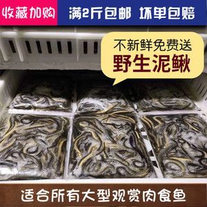 冷凍泥鰍喂龍魚會死嗎 龍魚百科 第1張