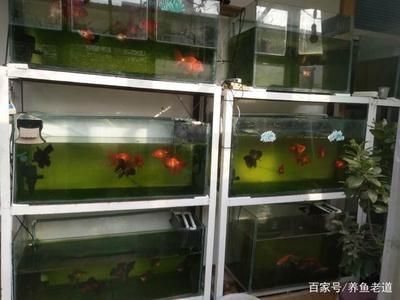 龍魚飼養(yǎng)條件要求標(biāo)準(zhǔn)是多少條