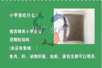 龍魚活體飼料如何殺菌